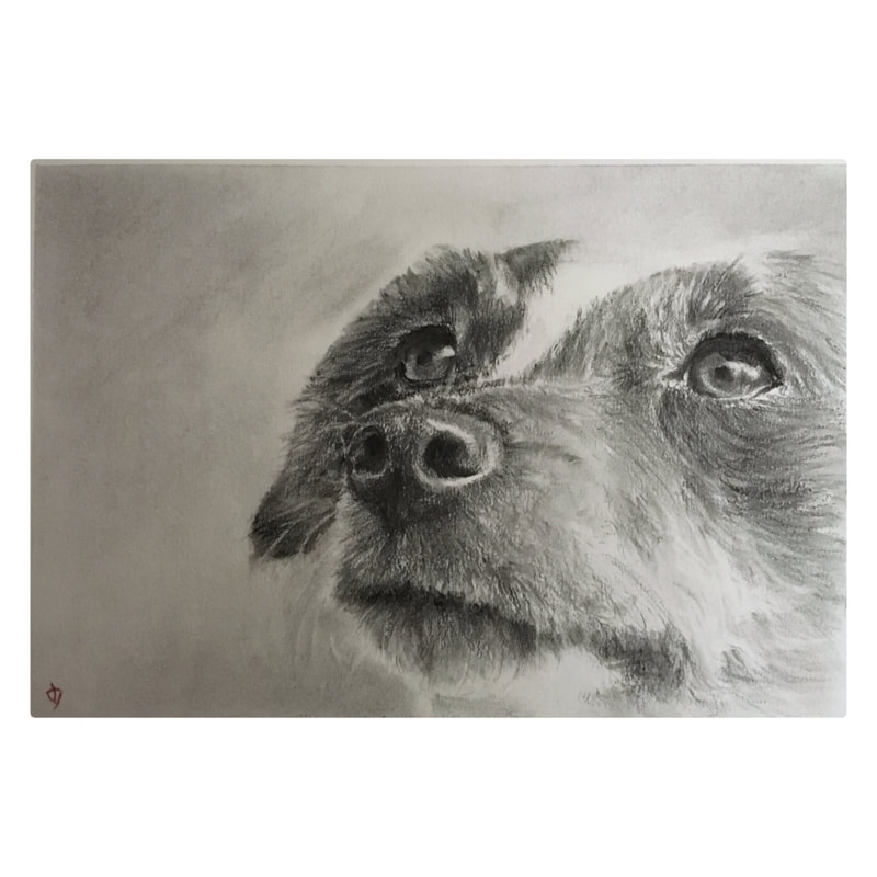Darren James art artist charcoal dog portrait 2